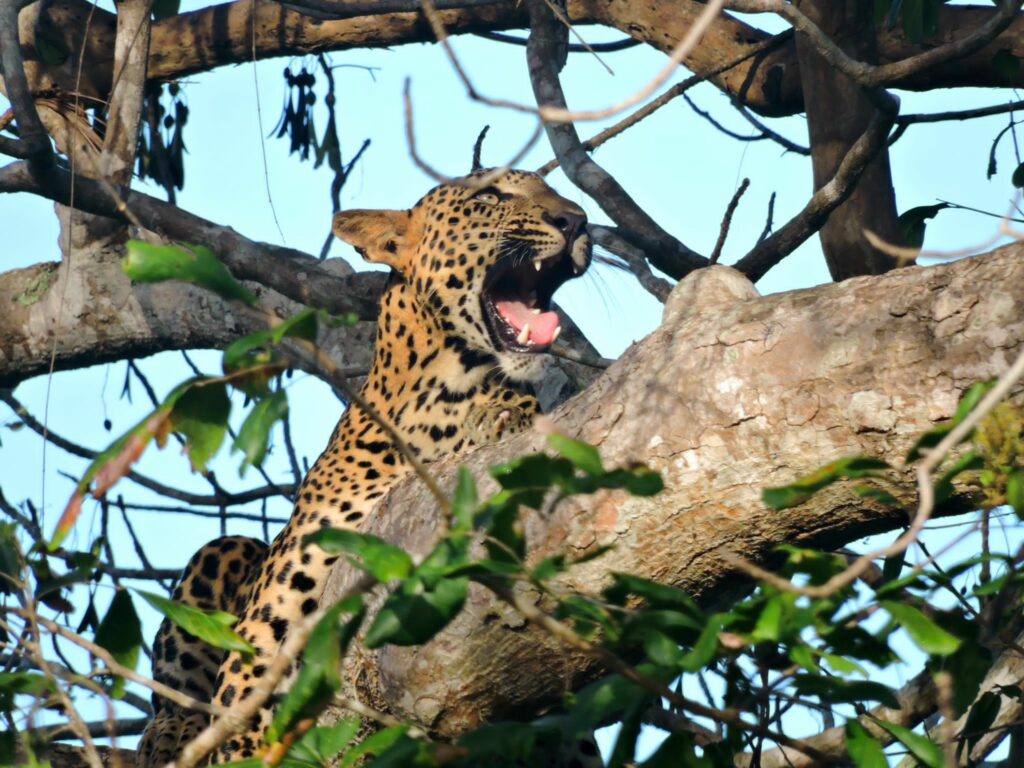a leopard in a tree