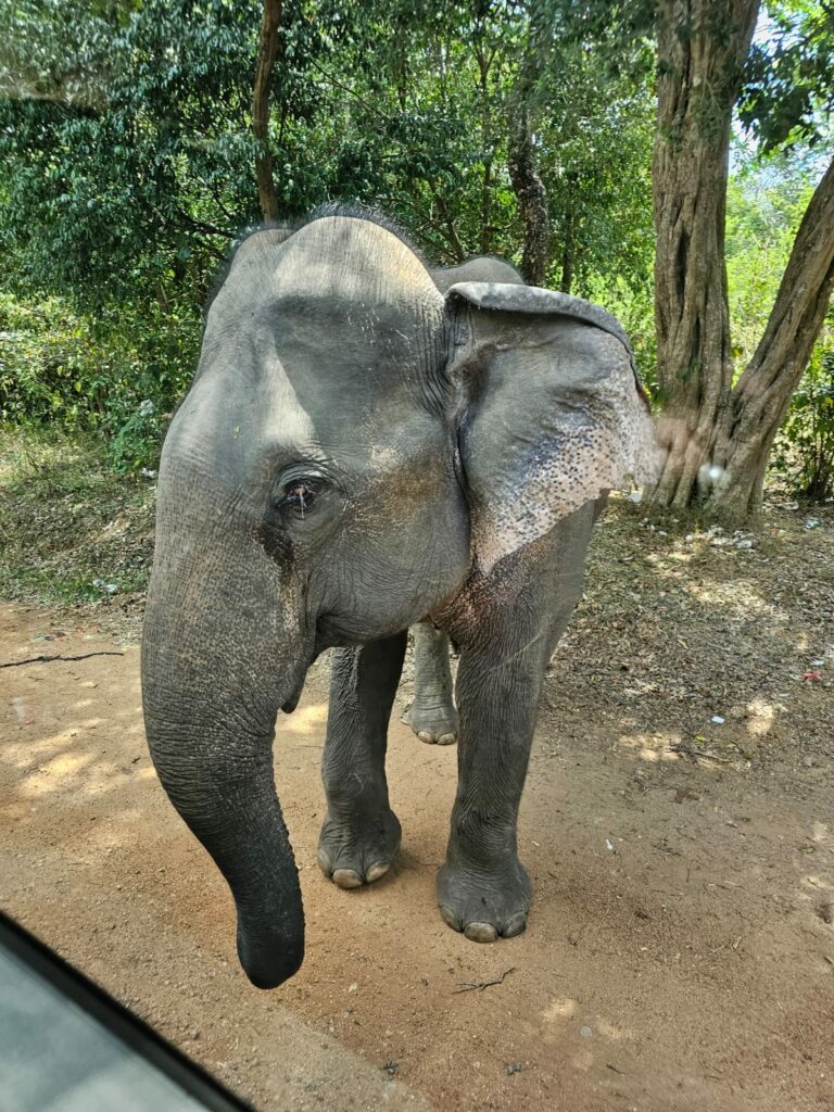 an elephant standing on dirt near trees